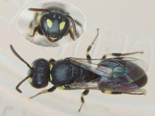 Réf. 207 731 : Hylaeus pictipes